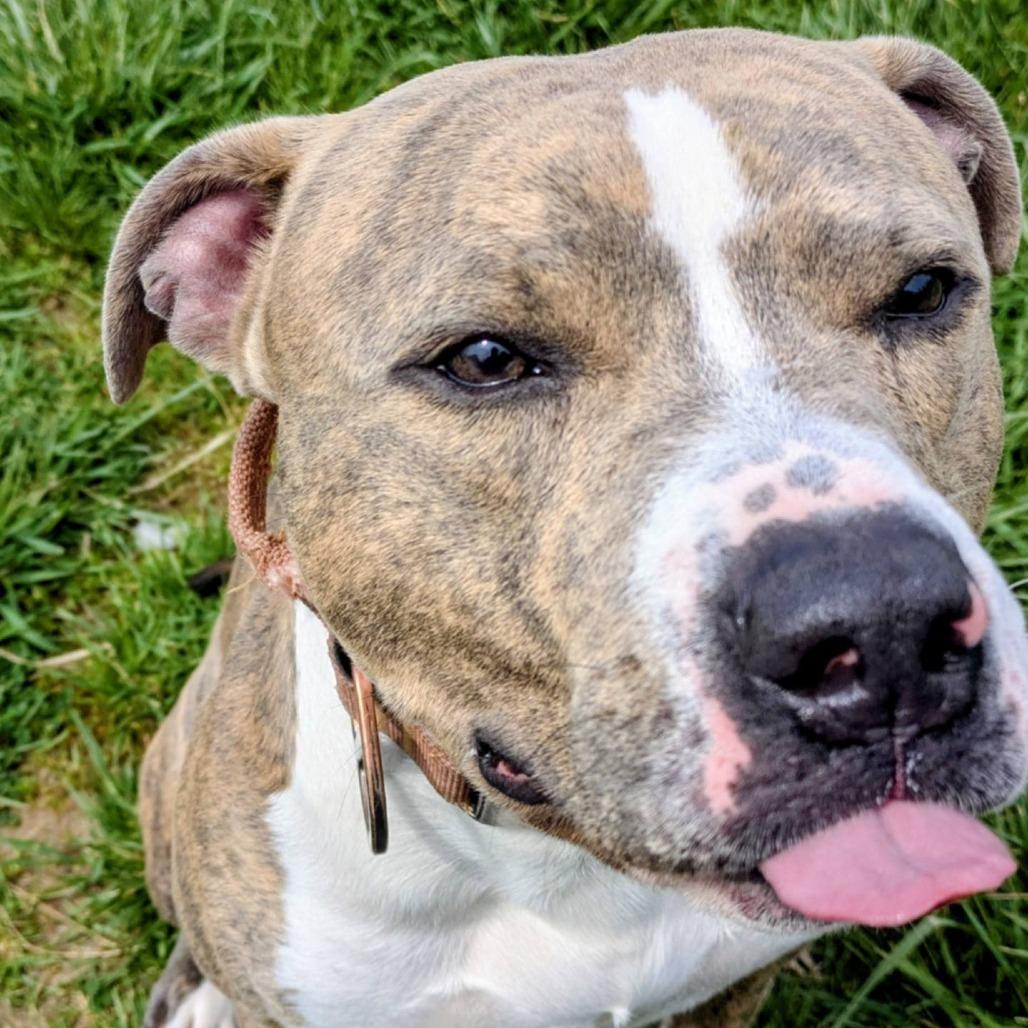 Enlarge Frankie, a Adoptable Mixed Breed in Jeffersonville, IN image 6/6