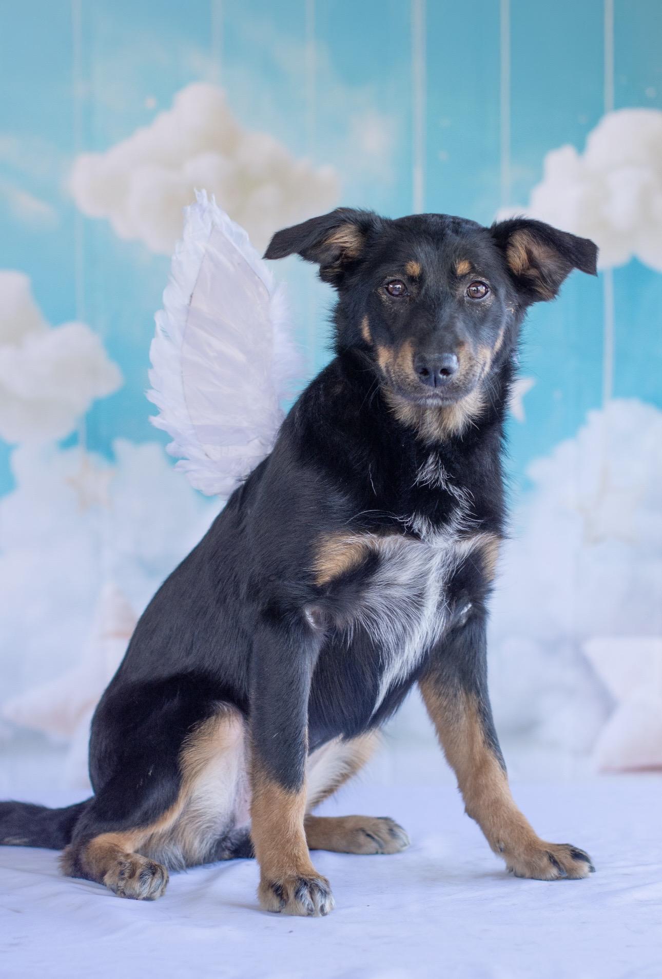 Victoria, adopted, Puppy Female Australian Shepherd.