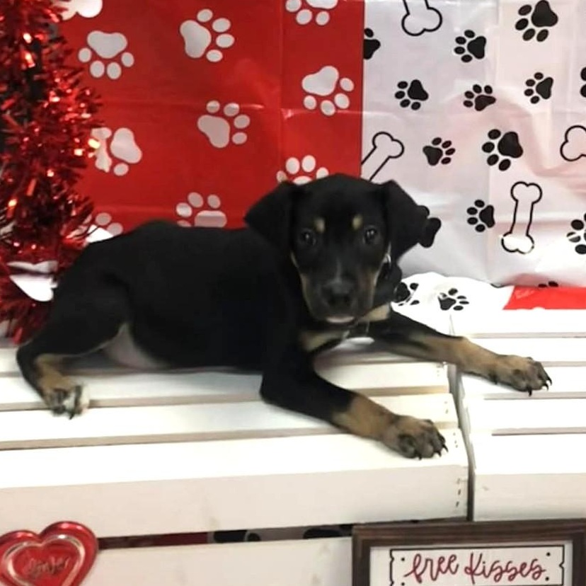 Enlarge Memphis, a Adoptable mixed breed in Parma, OH image 1/2