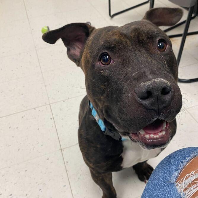 Enlarge Pho, a Adoptable Mixed Breed in Davenport, IA image 1/5