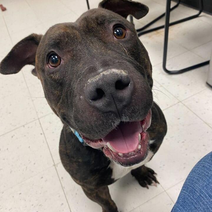 Enlarge Pho, a Adoptable Mixed Breed in Davenport, IA image 2/5