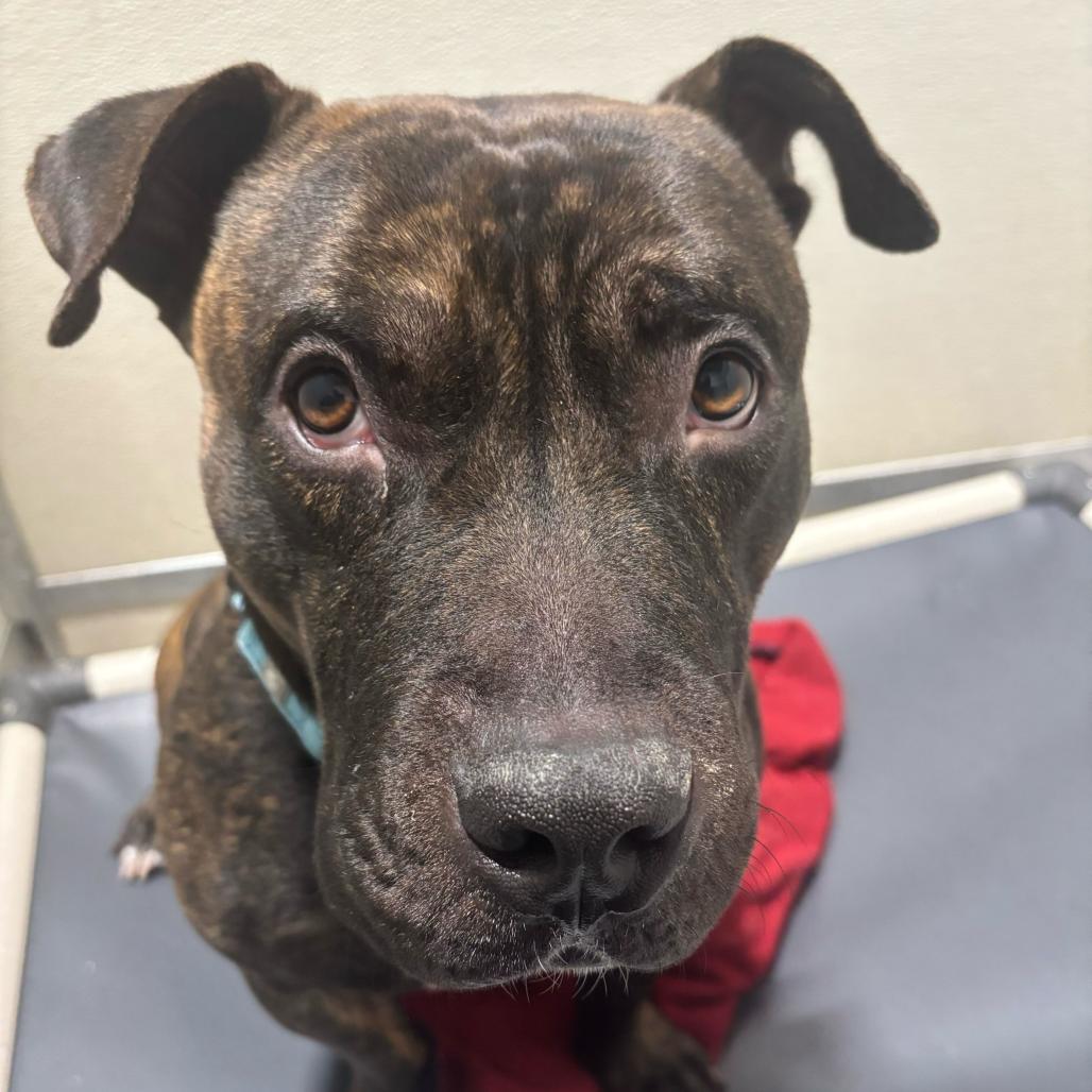 Enlarge Pho, a Adoptable Mixed Breed in Davenport, IA image 3/5