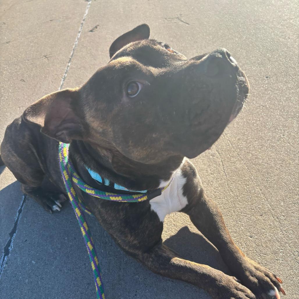 Enlarge Pho, a Adoptable Mixed Breed in Davenport, IA image 4/5