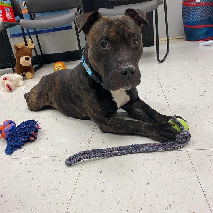 Enlarge Pho, a Adoptable Mixed Breed in Davenport, IA image 5/5