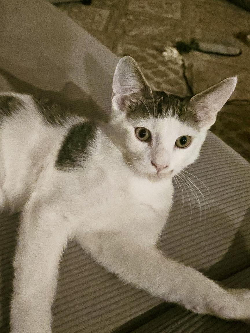 Vincent Van Gogh, ADOPTABLE, Kitten Male Domestic Short Hair.