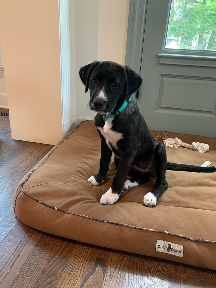 Paprika, Adopted, Puppy Female Labrador Retriever.