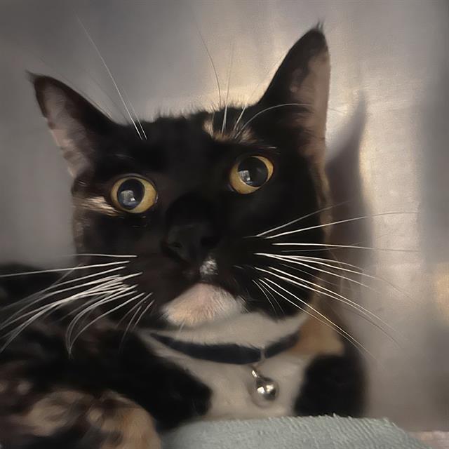 Enlarge CANDY CANE, a Adoptable Domestic Short Hair in Alameda, CA image 1/1