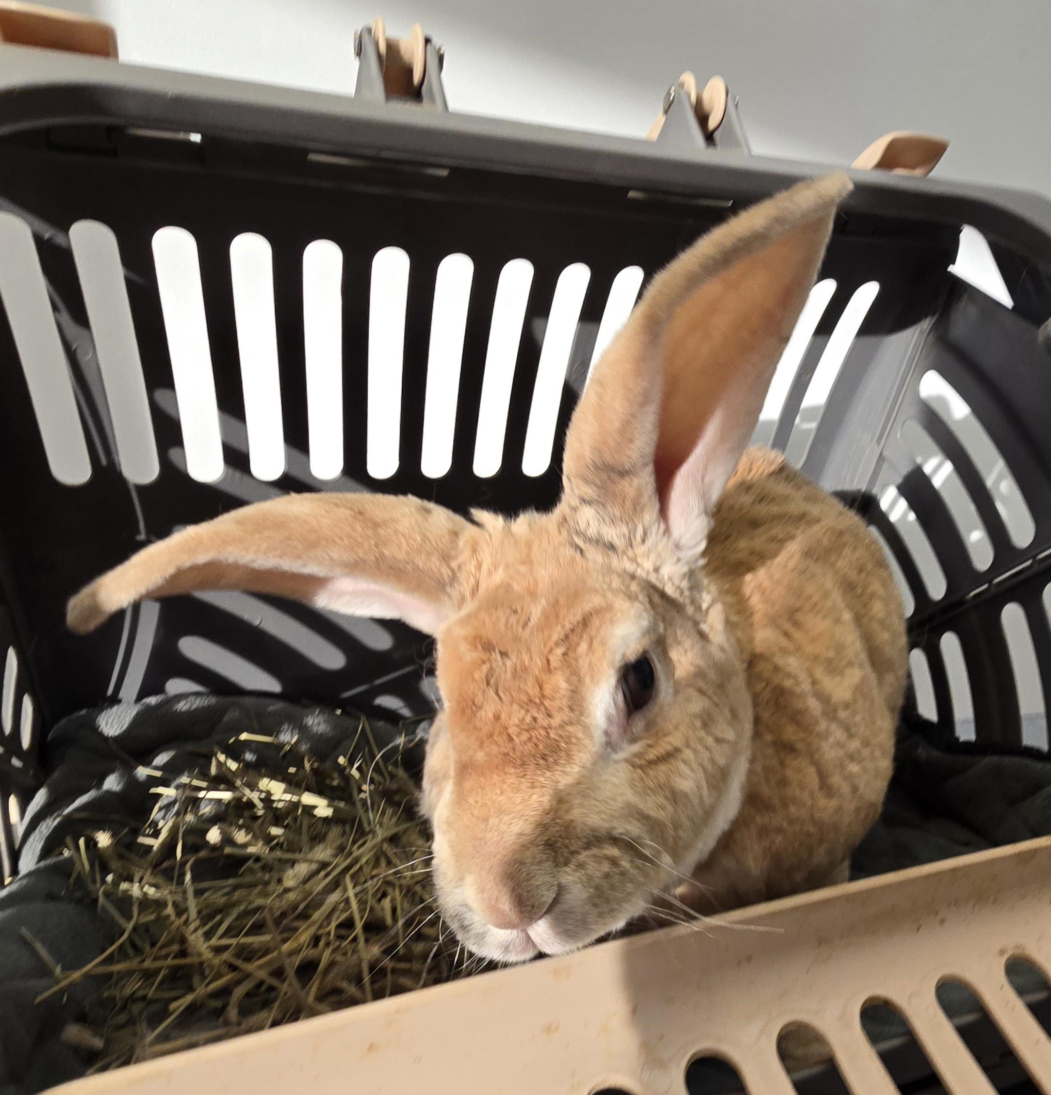 Enlarge Matthew, a Adoptable Rex in Knoxville, TN image 5/5