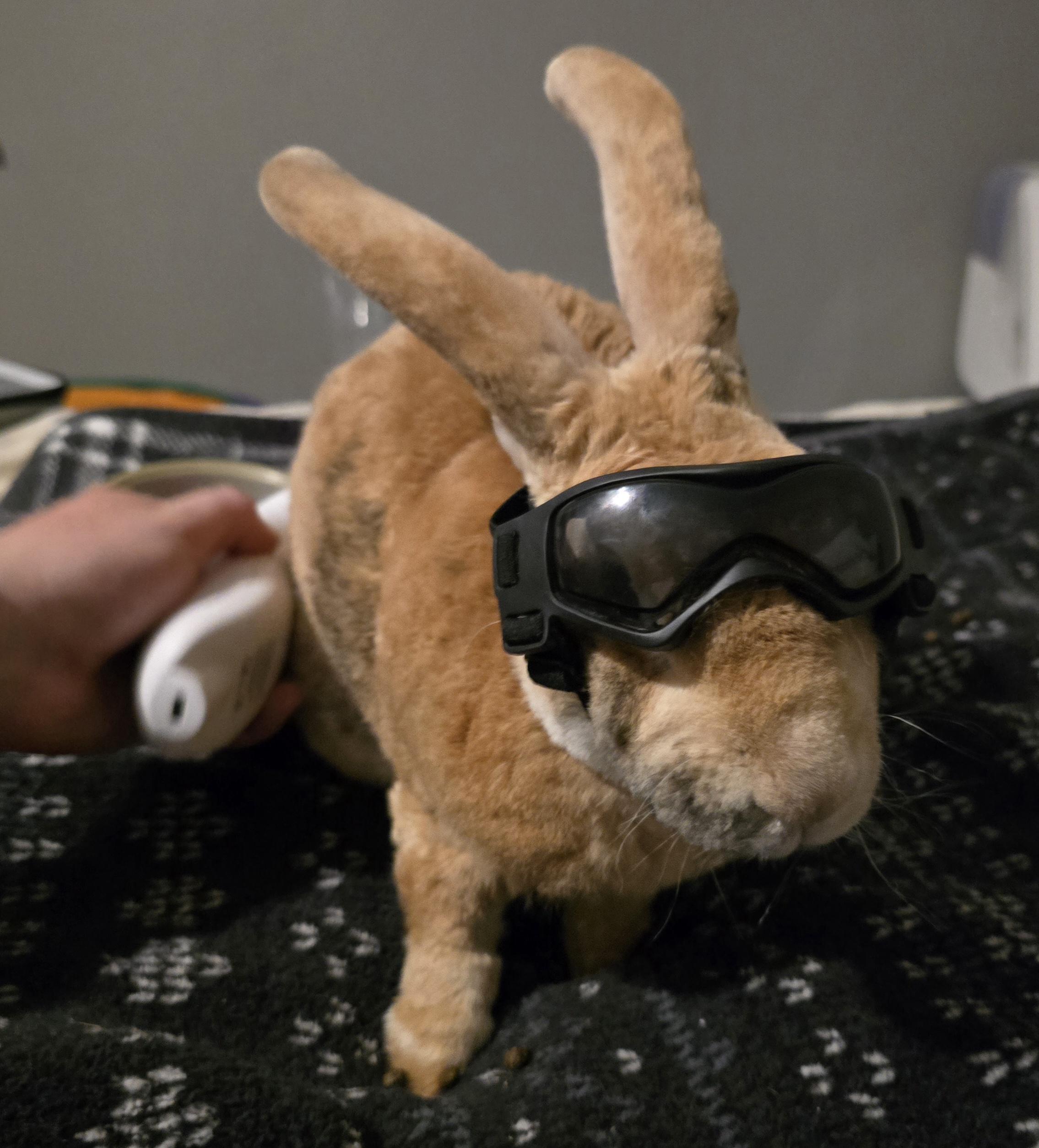 Enlarge Matthew, a Adoptable Rex in Knoxville, TN image 3/5