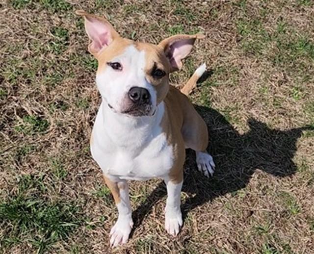 PIGLET, Adoptable, Young Female Pit Bull Terrier & Mixed Breed.
