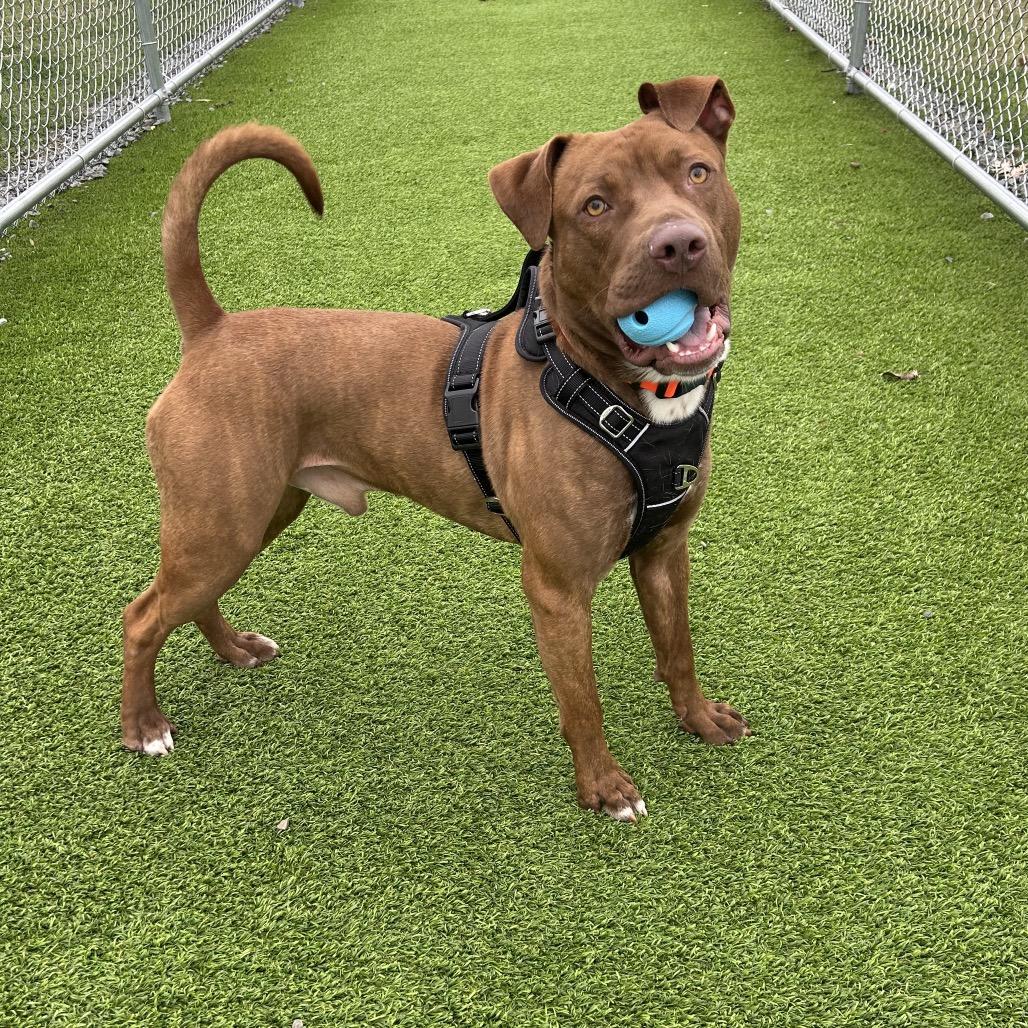 Enlarge Johnny, a Adoptable mixed breed in Binghamton, NY image 3/6
