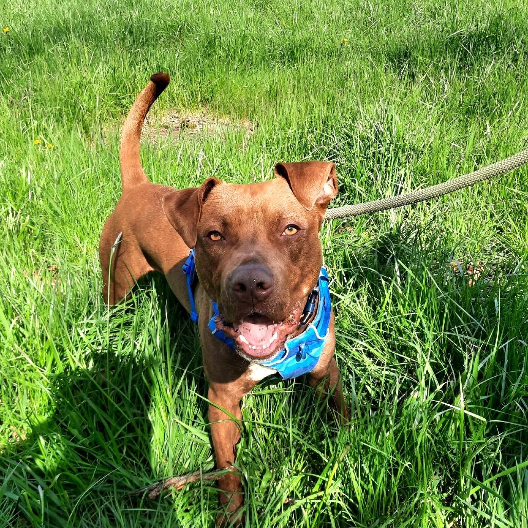 Enlarge Johnny, a Adoptable mixed breed in Binghamton, NY image 6/6