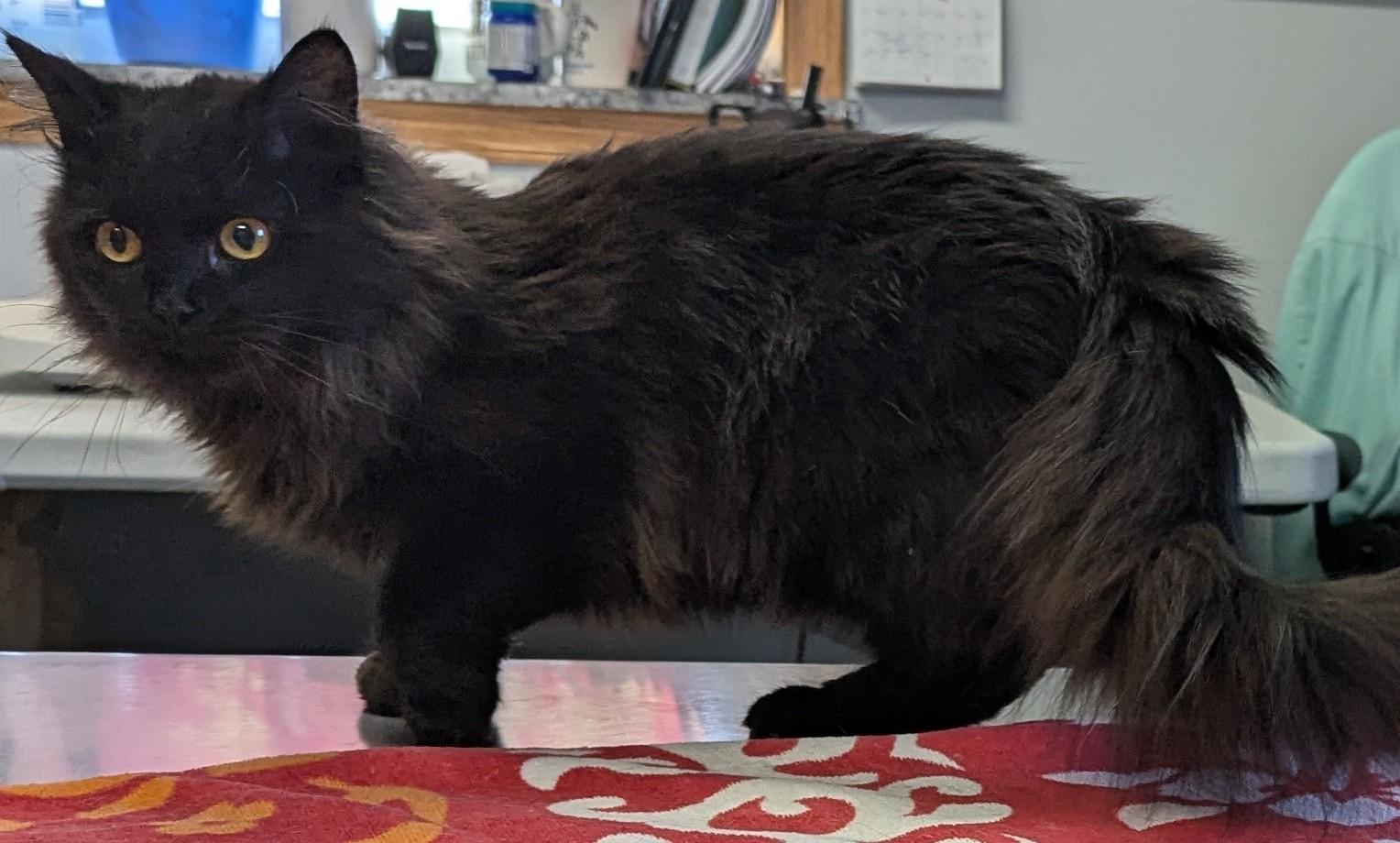 Waylon, a ADOPTABLE Domestic Long Hair in Mount Vernon, OH image 2/3