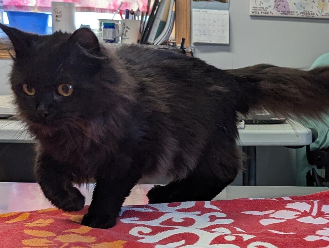 Waylon, a ADOPTABLE Domestic Long Hair in Mount Vernon, OH image 3/3