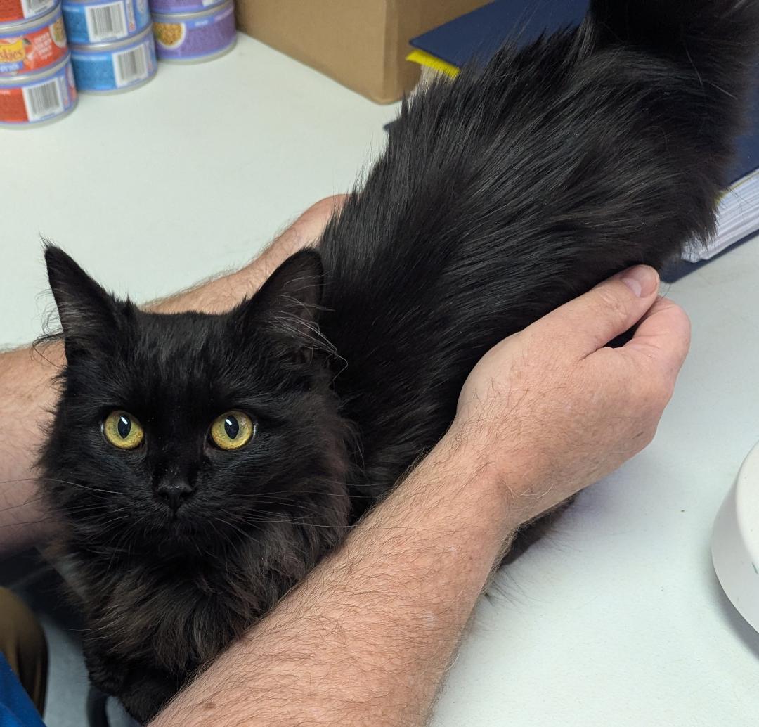 Waylon, a ADOPTABLE Domestic Long Hair in Mount Vernon, OH image 1/3