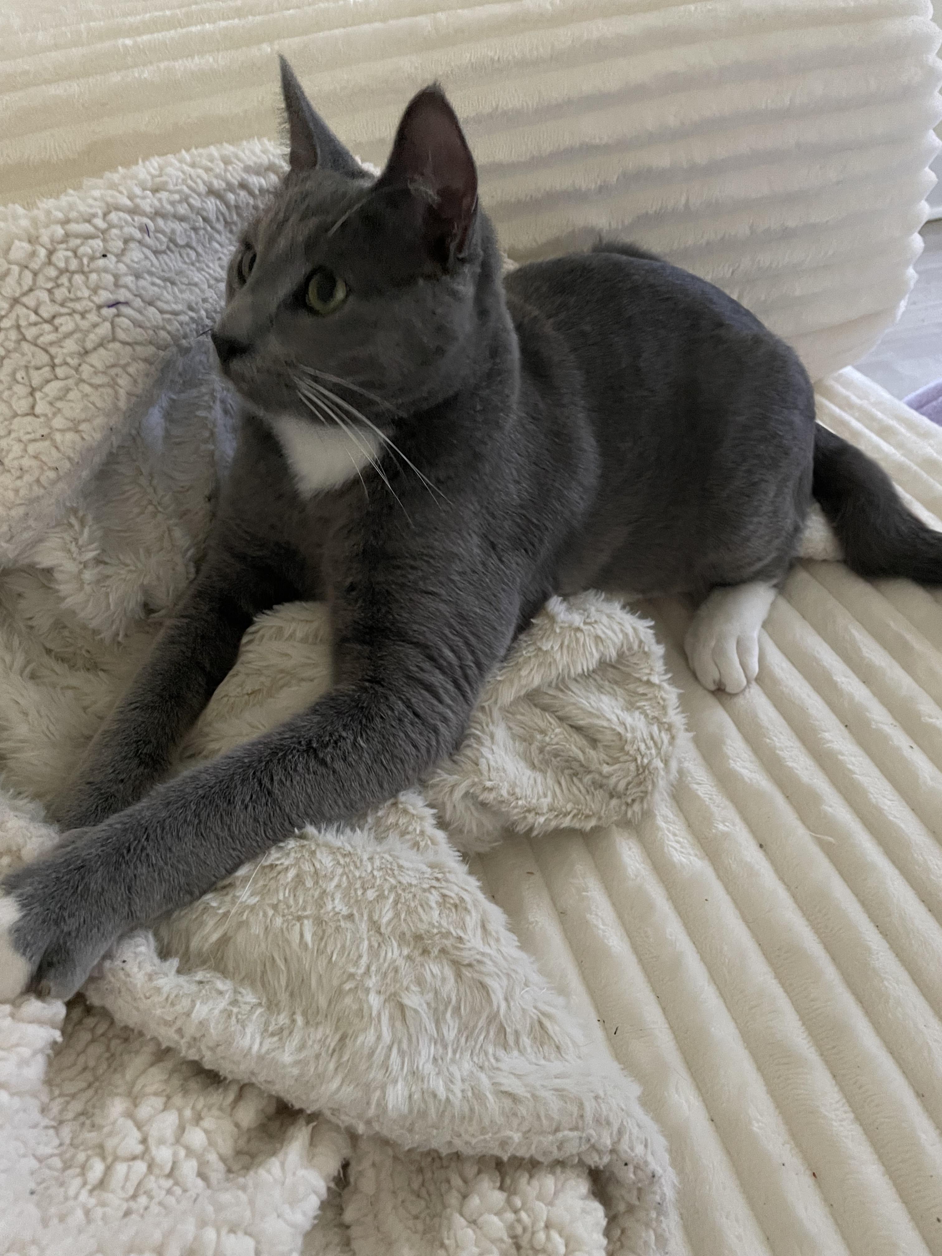 Enlarge Paddy & Winnie, an adoptable Domestic Medium Hair in Gig Harbor, WA image 3/5