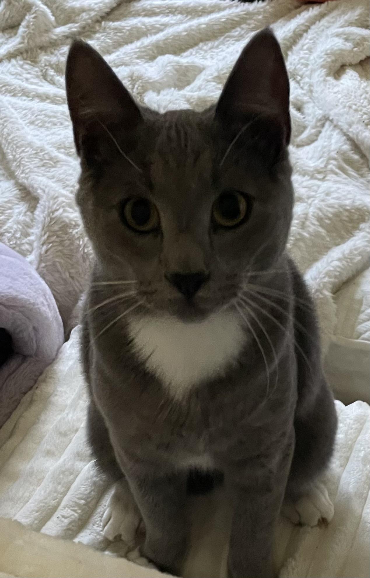 Enlarge Paddy & Winnie, an adoptable Domestic Medium Hair in Gig Harbor, WA image 4/5