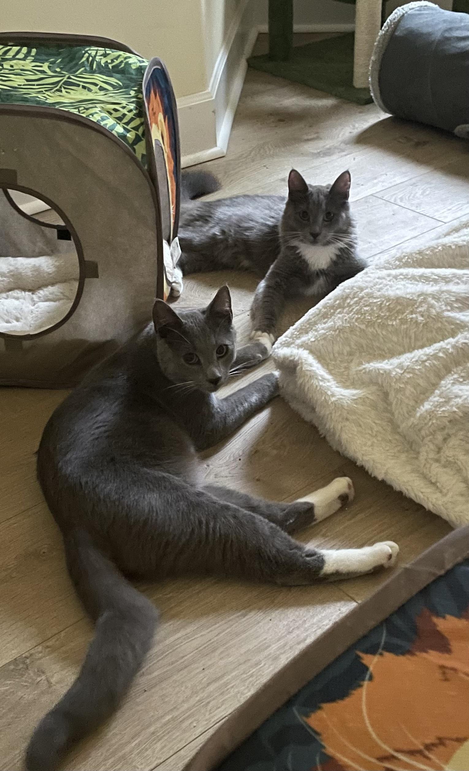 Enlarge Paddy & Winnie, an adoptable Domestic Medium Hair in Gig Harbor, WA image 2/5