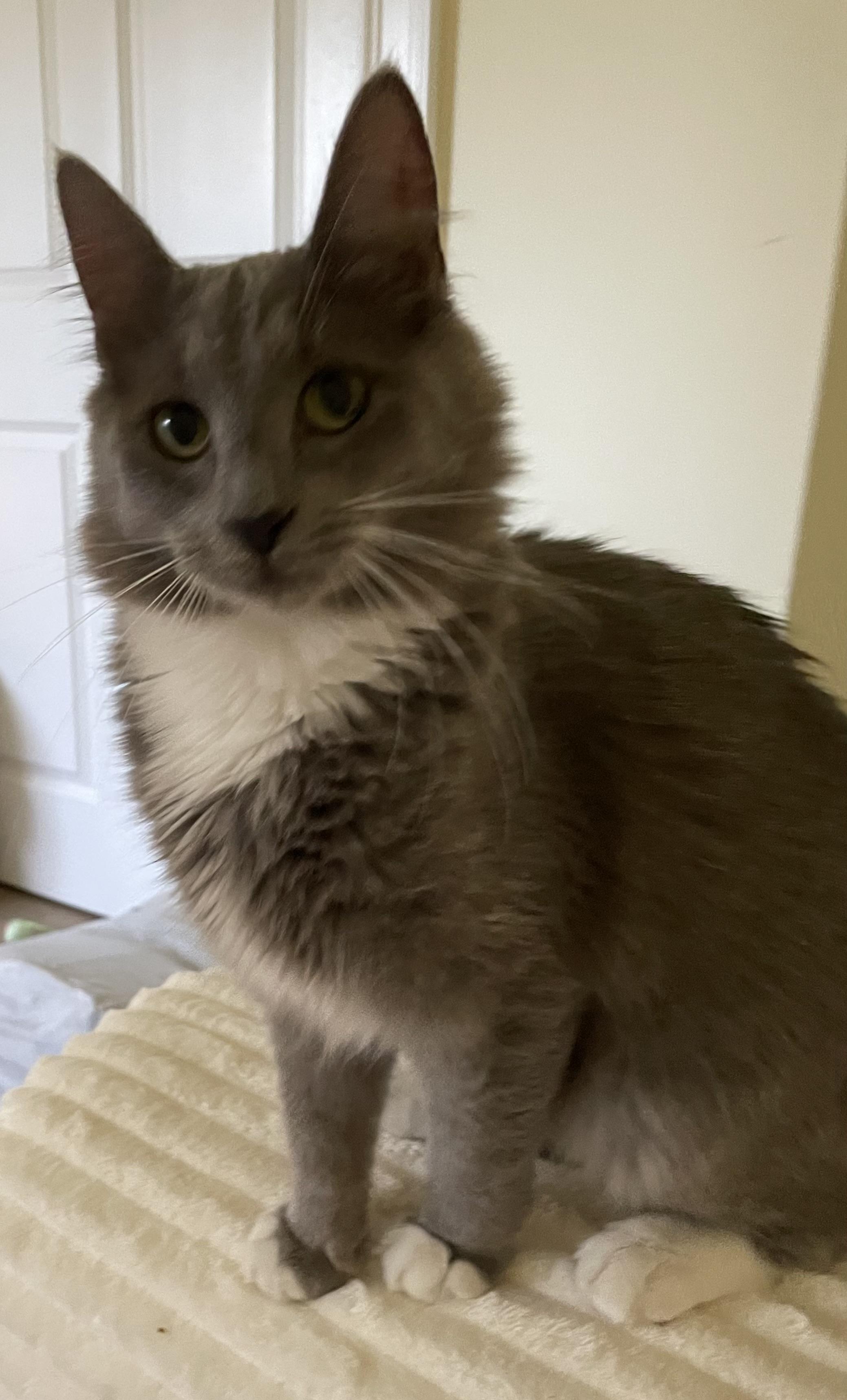 Enlarge Paddy & Winnie, an adoptable Domestic Medium Hair in Gig Harbor, WA image 5/5