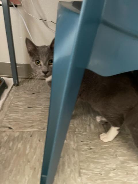 Enlarge Paddy & Winnie, a ADOPTABLE Domestic Medium Hair in Gig Harbor, WA image 3/4