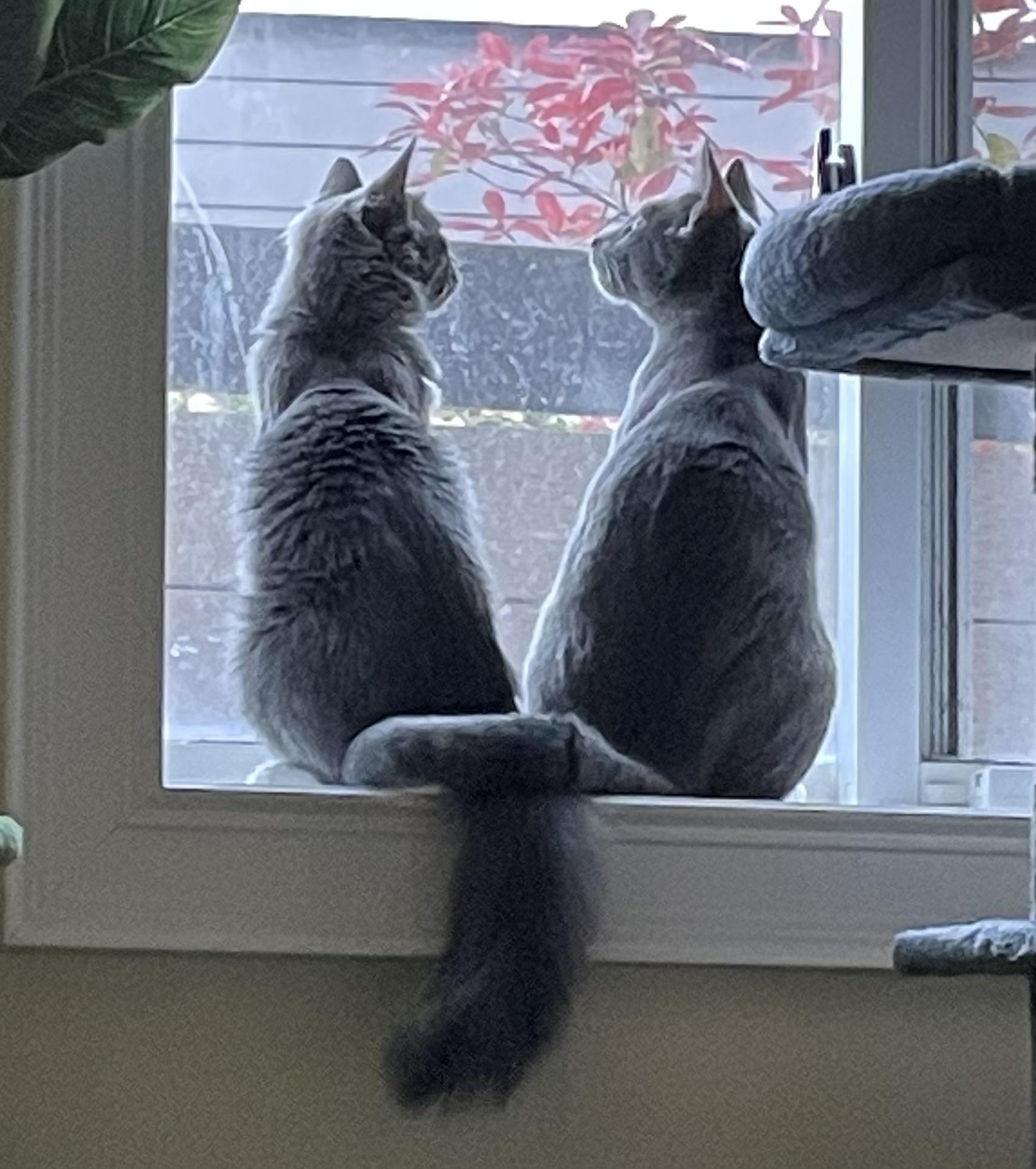 Paddy & Winnie, adoptable, Young Female Domestic Medium Hair.