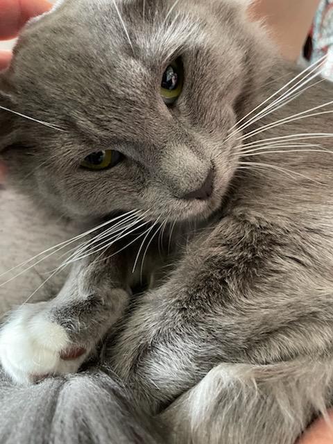 Enlarge Paddy & Winnie, a ADOPTABLE Domestic Medium Hair in Gig Harbor, WA image 1/4