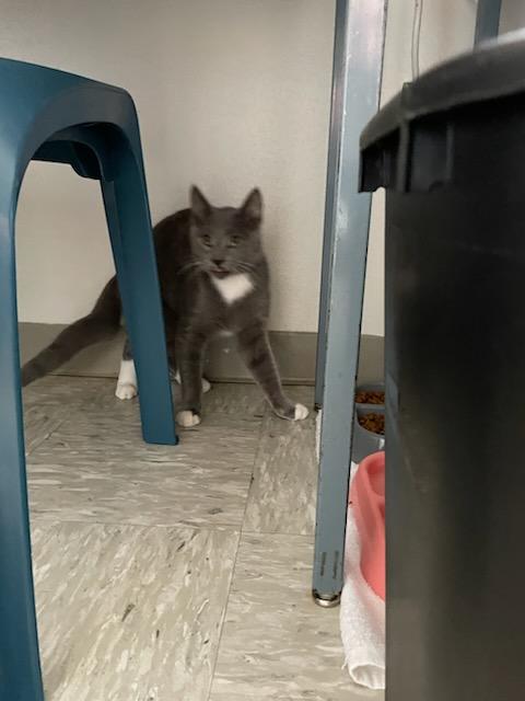 Enlarge Paddy & Winnie, a ADOPTABLE Domestic Medium Hair in Gig Harbor, WA image 2/4