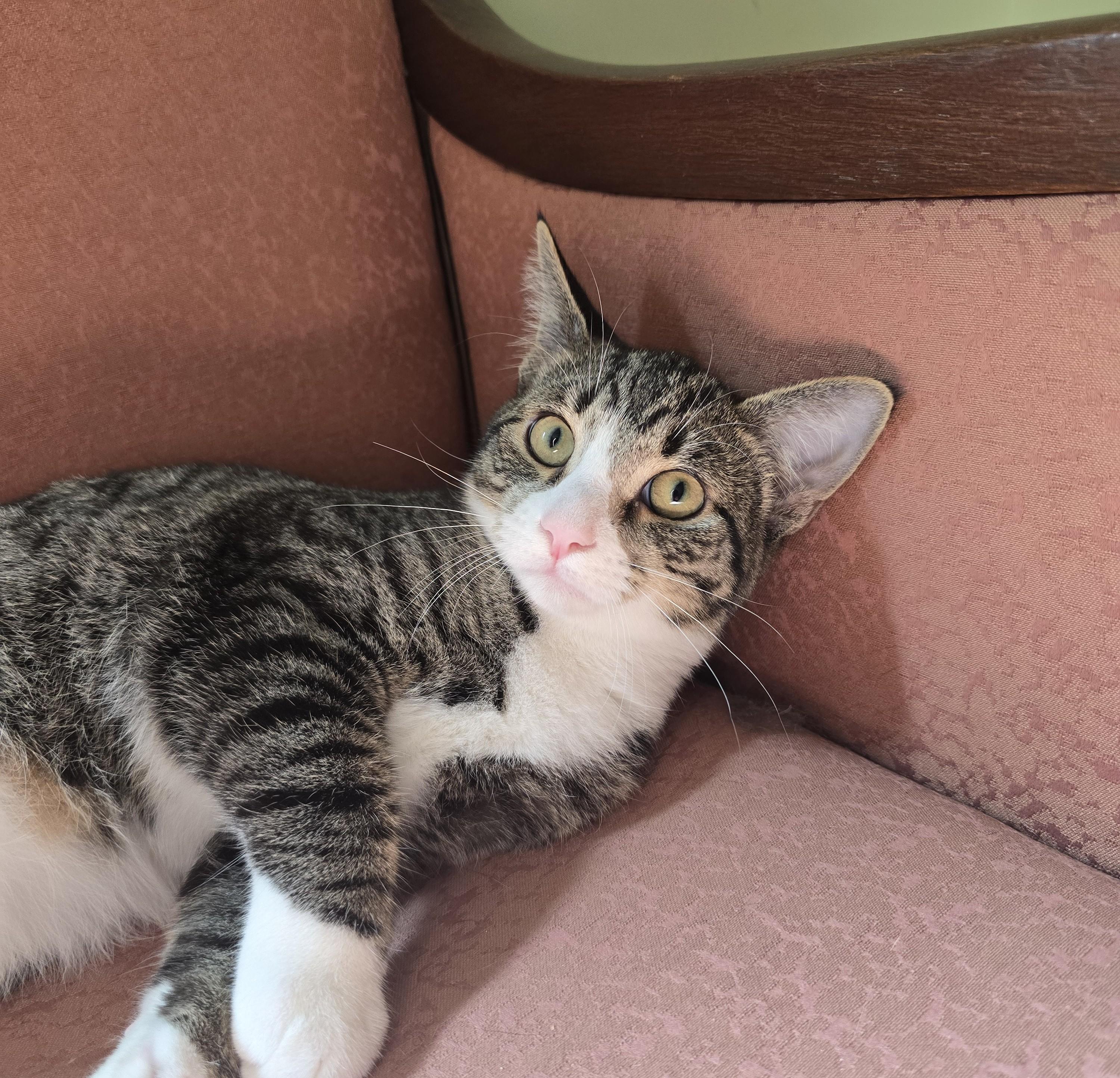 Enlarge Albert, a Adoptable Domestic Short Hair in Wilmington, NC image 1/2