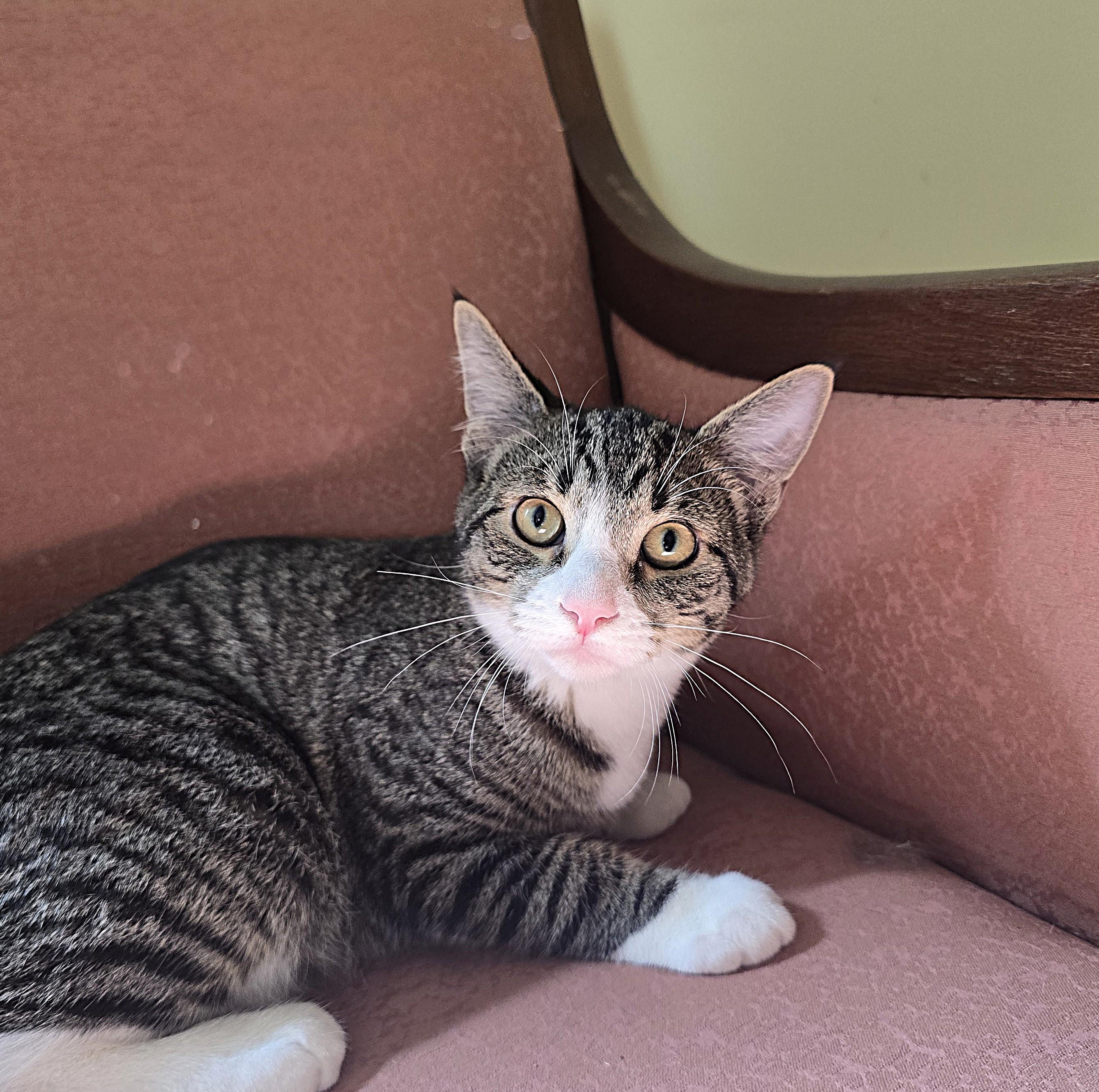Enlarge Albert, a Adoptable Domestic Short Hair in Wilmington, NC image 2/2