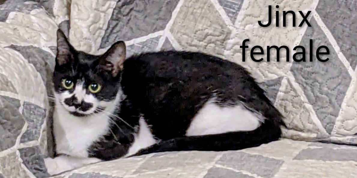 Enlarge Jinx, a Adoptable Domestic Short Hair in Binghamton, NY image 3/3