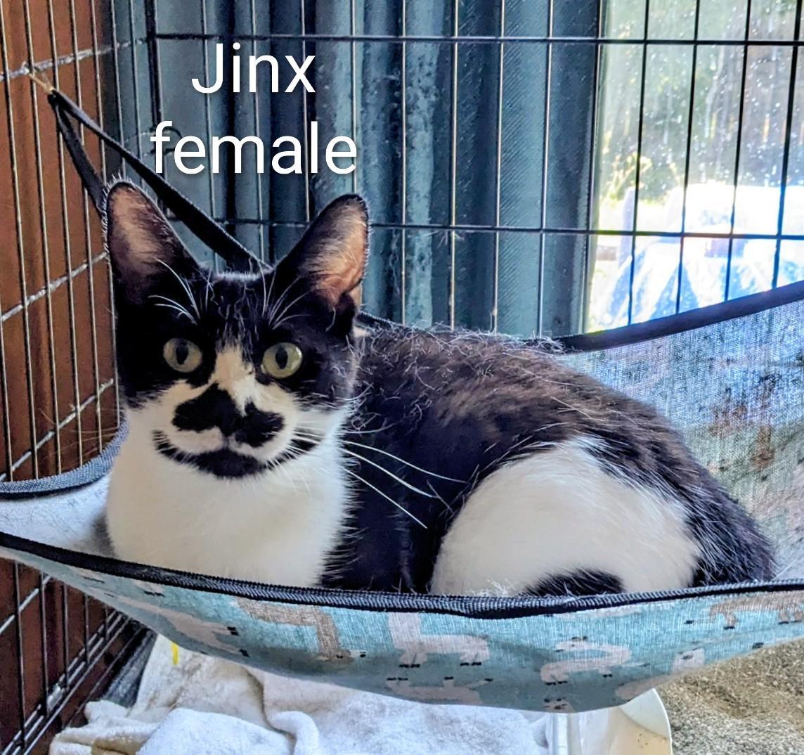 Jinx, Adoptable, Adult Female Domestic Short Hair.