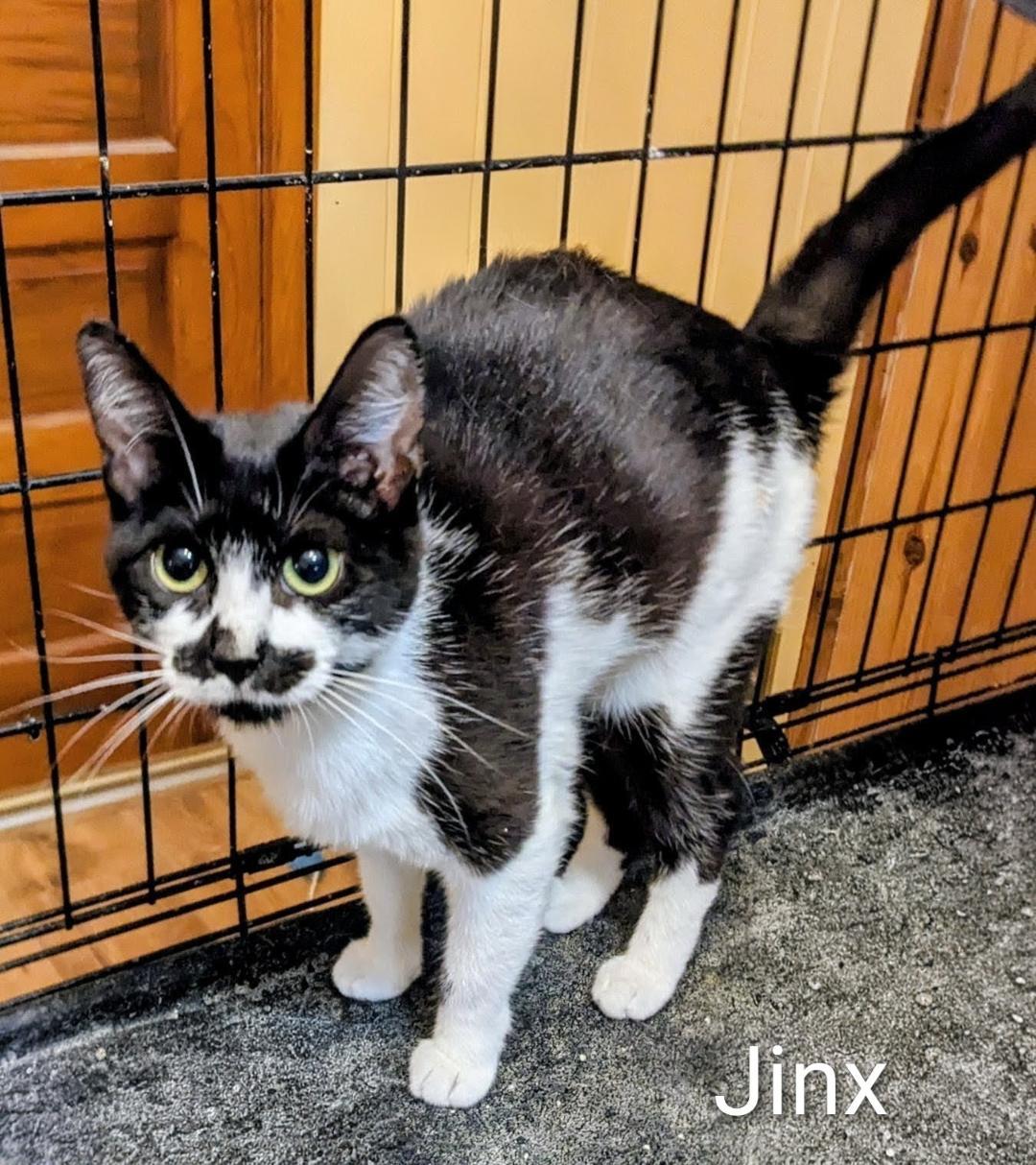 Enlarge Jinx, a Adoptable Domestic Short Hair in Binghamton, NY image 2/3