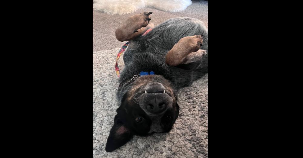 Enlarge Merrick, a Adoptable mixed breed in Naperville, IL image 2/6