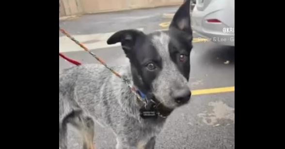 Enlarge Merrick, a Adoptable mixed breed in Naperville, IL image 3/6