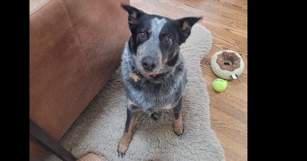 Enlarge Merrick, a Adoptable mixed breed in Naperville, IL image 4/6