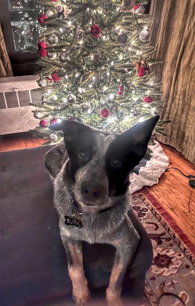 Enlarge Merrick, a Adoptable mixed breed in Naperville, IL image 6/6