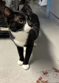 Enlarge Vespa, a ADOPTABLE Tuxedo in Phoenix, AZ image 5/5