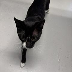 Enlarge Vespa, a ADOPTABLE Tuxedo in Phoenix, AZ image 4/5