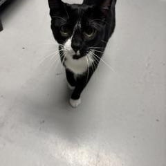 Enlarge Vespa, a ADOPTABLE Tuxedo in Phoenix, AZ image 3/5
