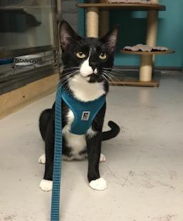 Vespa, ADOPTABLE, Young Male Tuxedo.