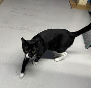 Enlarge Vespa, a ADOPTABLE Tuxedo in Phoenix, AZ image 2/5