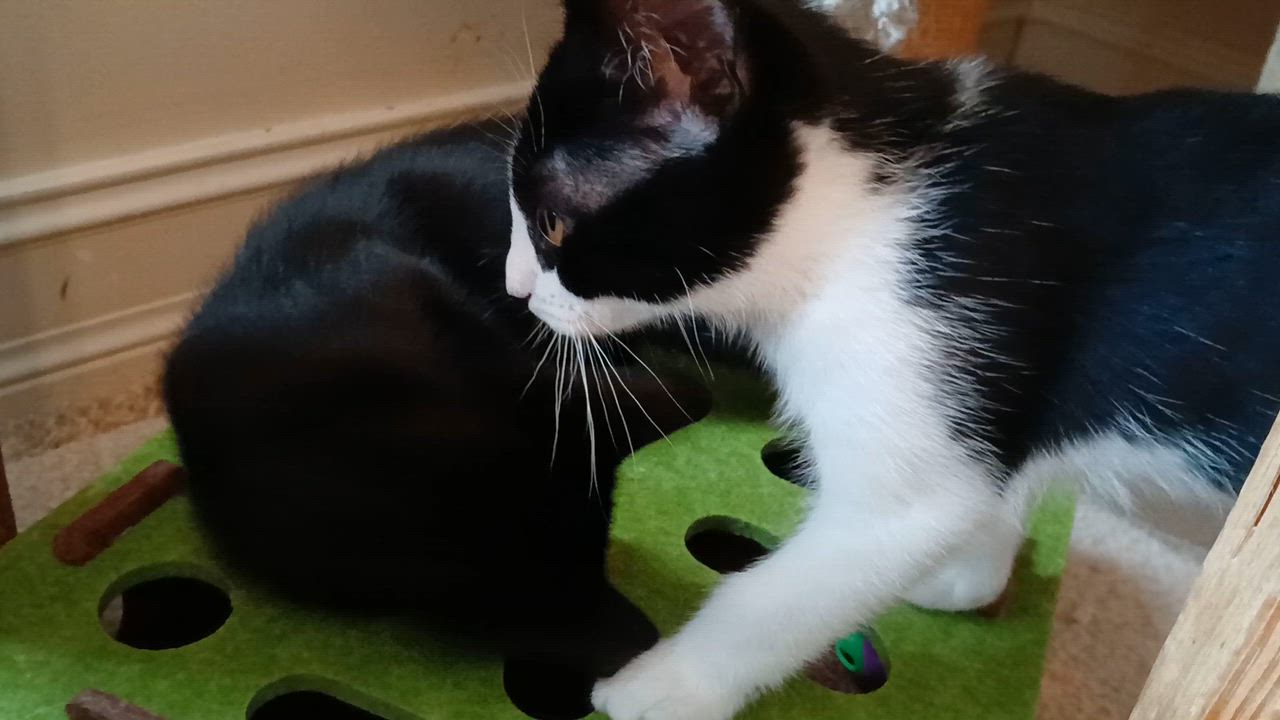 Enlarge Seamus, a Adoptable mixed breed in Duluth, GA video 4/6