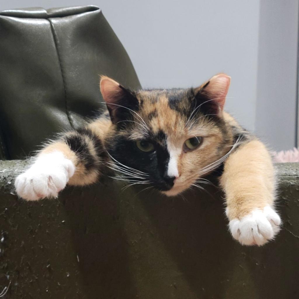 Enlarge Violeta, a Adoptable Domestic Short Hair in Brooklyn, NY image 1/5