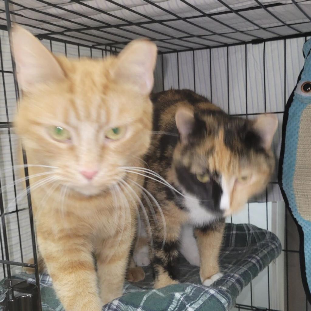 Enlarge Violeta, a Adoptable Domestic Short Hair in Brooklyn, NY image 3/5