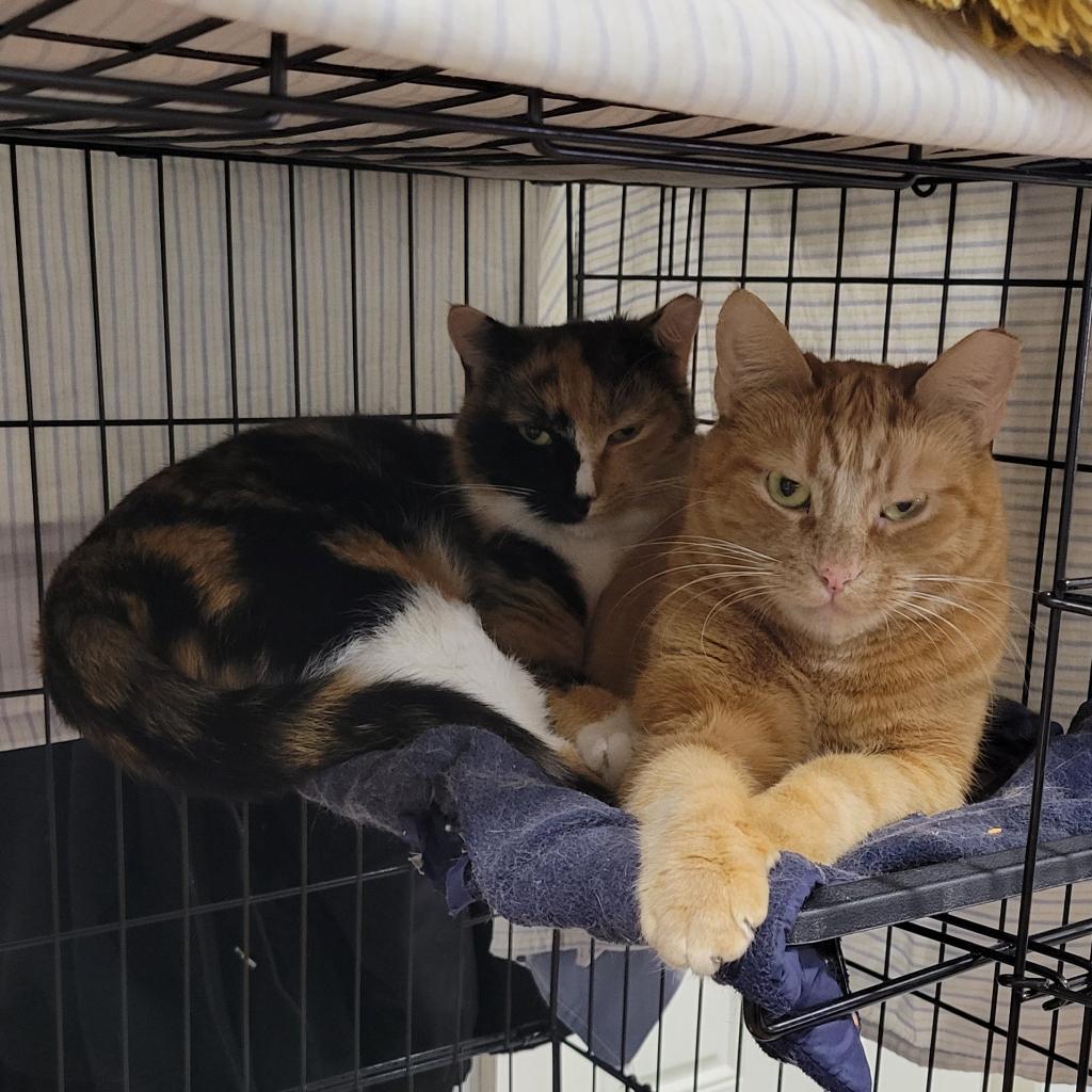 Enlarge Violeta, a Adoptable Domestic Short Hair in Brooklyn, NY image 4/5