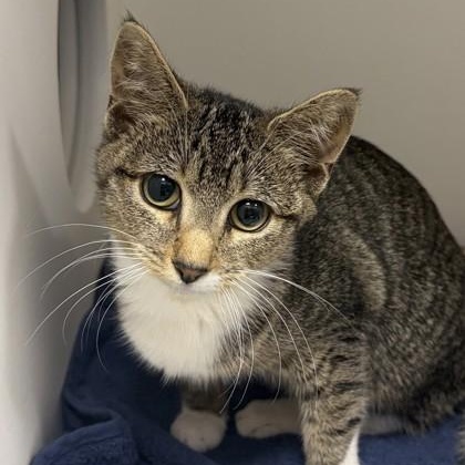 Enlarge Lego, a Adoptable Domestic Short Hair in Cooperstown, NY image 1/2