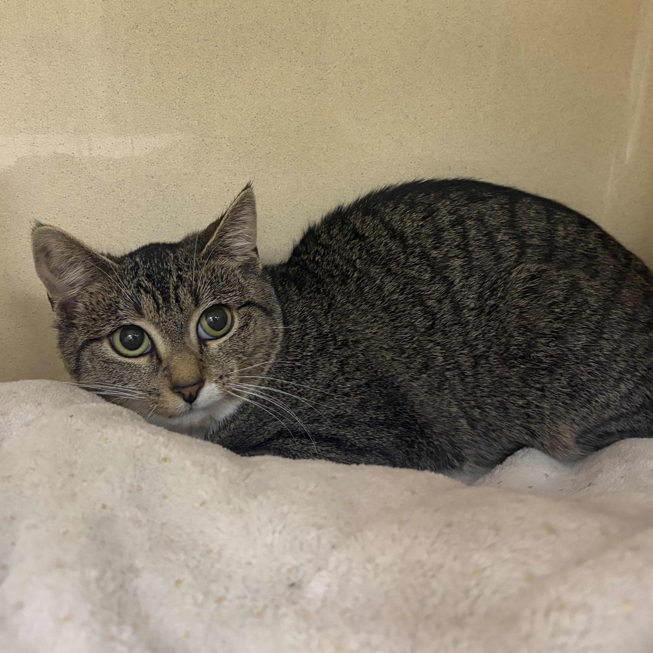 Enlarge Lego, a Adoptable Domestic Short Hair in Cooperstown, NY image 2/2