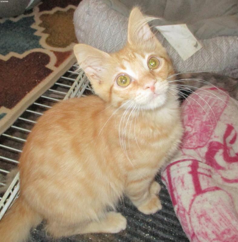 Enlarge Kilroy, a ADOPTABLE Domestic Medium Hair in Woodbridge, VA image 1/2