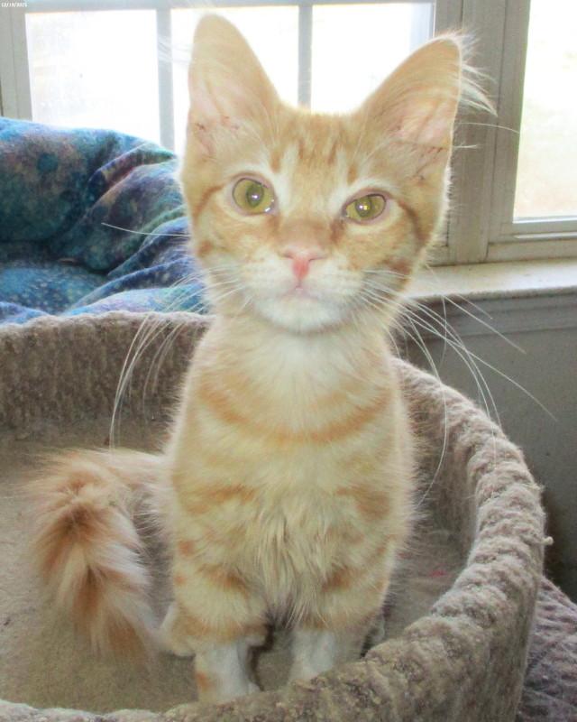 Enlarge Kilroy, a ADOPTABLE Domestic Medium Hair in Woodbridge, VA image 2/2