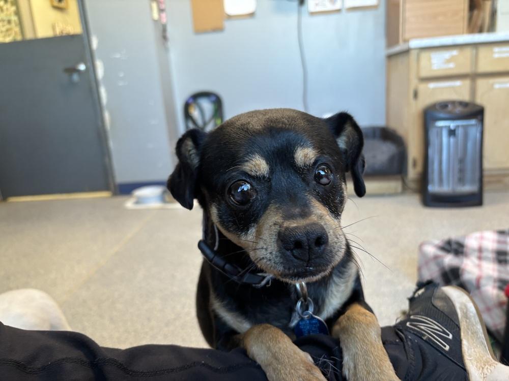 Dude, Adoptable, Adult Male Pug & Beagle.
